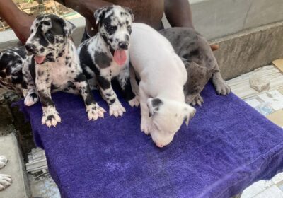 Female Grate Dane puppies For Sale