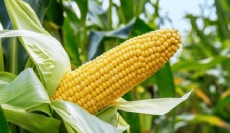 maize-farmers-adopt-ppp-model-to-boost-production