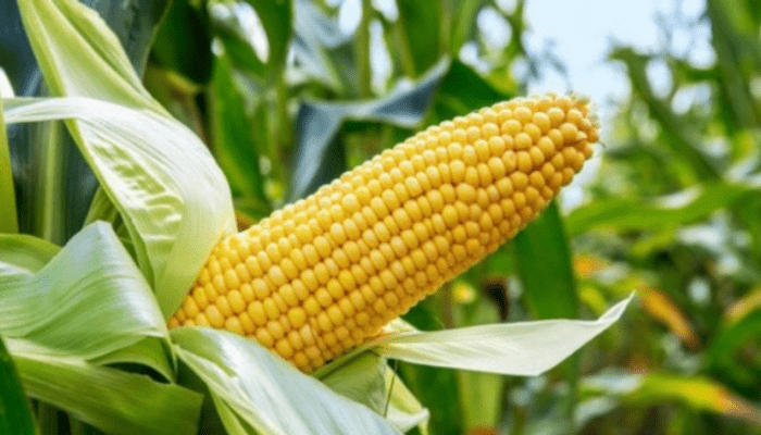 maize-farmers-adopt-ppp-model-to-boost-production