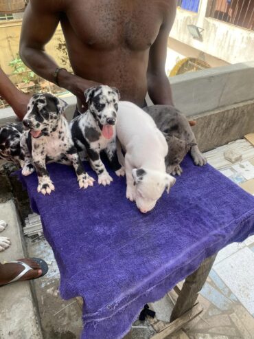 Female Grate Dane puppies For Sale