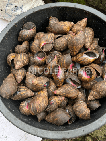 Premium meaty BUSH SNAILS